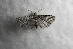 Alucita objurgatella