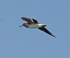 Ichthyaetus hemprichii
