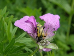 Brachyta interrogationis