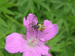 Brachyta interrogationis