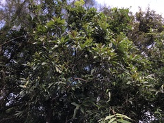 Symplocos koshunensis