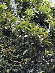 Symplocos koshunensis