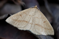 Palaeaspilates inoffensa