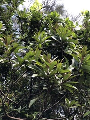 Symplocos koshunensis