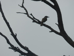 Pitangus sulphuratus