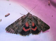 Catocala coccinata