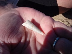 Gastropoda