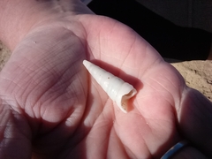 Gastropoda