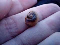 Tritia neritea