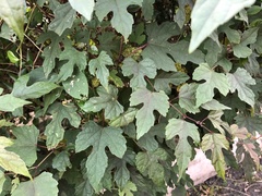 Ampelopsis glandulosa heterophylla