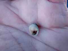 Tritia neritea