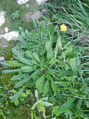 Leontodon tuberosus