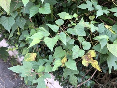 Ampelopsis glandulosa heterophylla