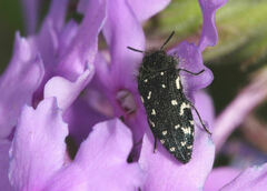 Acmaeodera ornata