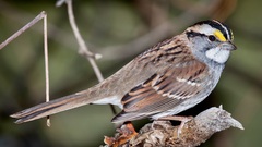 Zonotrichia albicollis