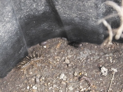 Thereuonema tuberculata