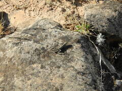 Pristurus carteri