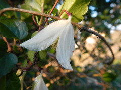 Clematis cirrhosa