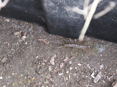 Thereuonema tuberculata