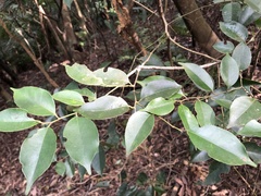 Ilex ficoidea