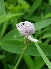 Scorzonera purpurea
