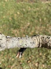 Physcia millegrana