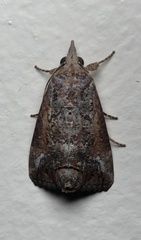 Hypocala deflorata
