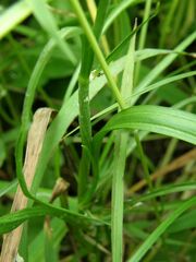 Scorzonera purpurea