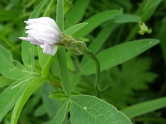 Scorzonera purpurea