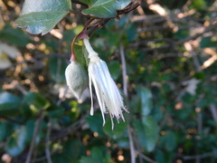Clematis cirrhosa