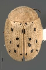 Aspidimorpha nigromaculata