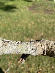 Physcia millegrana
