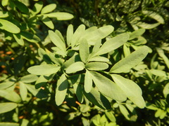 Ruta chalepensis