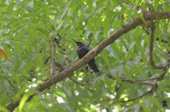 Cinnyris coccinigastrus