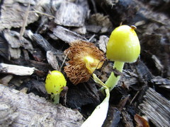 Bolbitius titubans vitellinus