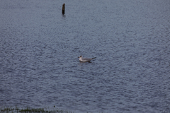 Chroicocephalus ridibundus