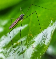 Limoniidae