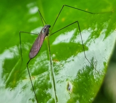 Limoniidae