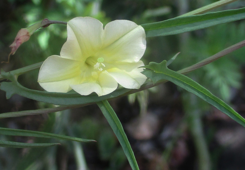 Xenostegia tridentata iNat (3)