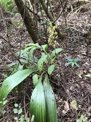 Cephalantheropsis obcordata