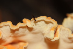 Myrmecina graminicola