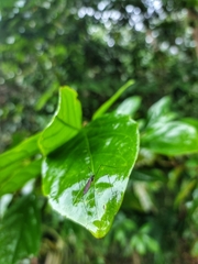 Limoniidae