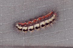 Acronicta euphorbiae