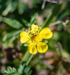 Potentilla argentea