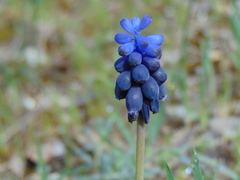Muscari