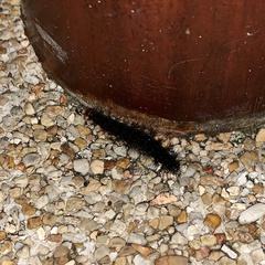 Nymphalidae