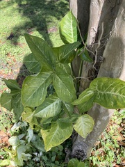 Syngonium