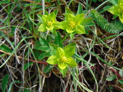 Helioscopia