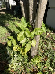 Syngonium
