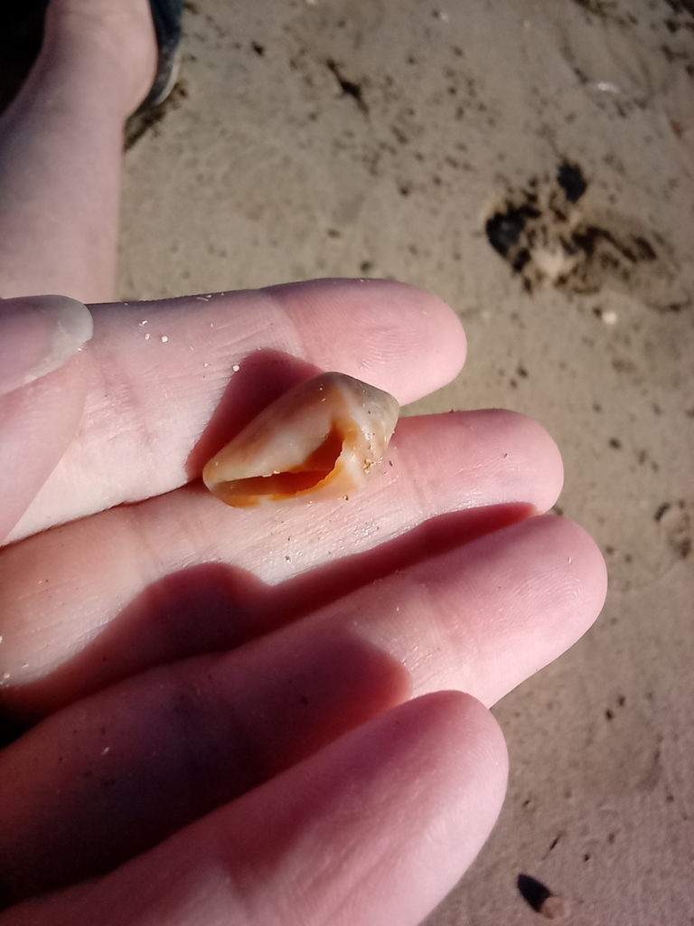 Photo of Mediterranean cone (Conus ventricosus)